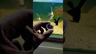 Aquarium Fish Food Feeding tigerbarbfish barbfish fishfood viralshort [upl. by Nickie]