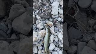 Fishing in Colorado for Troy fish 3 fishing lure fish [upl. by Enerual]