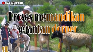 MEMANDIKAN PEJANTAN DORPER AGAR TETAP SEHAT DAN BERSIH [upl. by Okika]