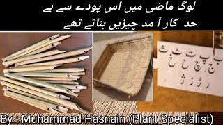 Common reed plantسرکنڈے کا پوداکانے کا پودا [upl. by Gearhart]