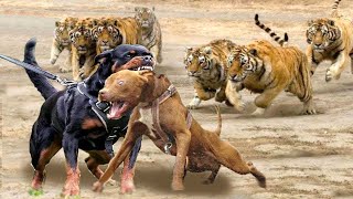 Rottweiler VS Pitbull ¿cual es más PODEROSO [upl. by Ahsirtal]