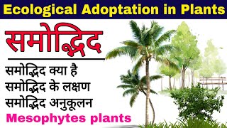 समोद्भिद पौधे Mesophytes plants mesophytic plants  adaptation in Mesophytes plants  biology [upl. by Buchbinder901]