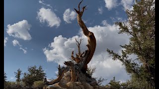 Ancient Bristlecone Pine Forest  White Mountains of California [upl. by Ripleigh]