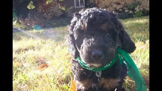 Temperament Testing for Huxley – Male Phantom Moyen Poodle Puppy  Funny Farm Poodles amp Doodles [upl. by Eireva]