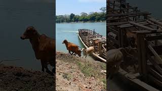 Transporte de gado nos pântanos paraguaios [upl. by Anwahsiek749]