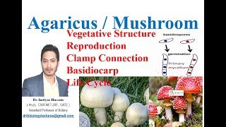 Agaricus Mushroom Vegetative structure Reproduction Life cycle Clamp connection [upl. by Ramso]