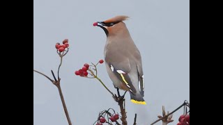 Waxwing 3 30Dec2023 [upl. by Assennev504]