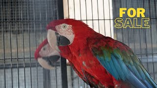 Green Wing Macaw  Majestic Parrots for Sale  Rare Birds [upl. by Ysle]