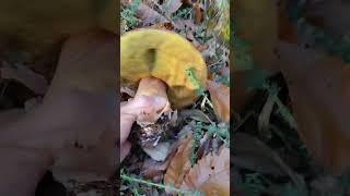 Bomba de boletus pinicola de kilo y medio boletus boletusedulisboletuspinicolaporcini [upl. by Solohcin891]