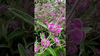 Phlomis purpurea Purple Phlomis is a Stunning Lavender from Spain 🇪🇸 lavender gardening [upl. by Enileda]