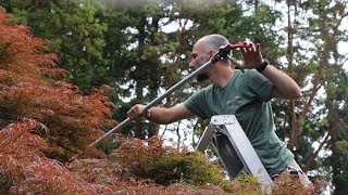 How to Prune in Summer Laceleaf Japanese Maple [upl. by Palecek473]