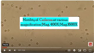 Motility of Cedecea at various magnification Mag 400X Mag1600X [upl. by Anielram150]