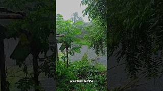 HEAVY MONSOON RAIN ON RIVER BANK  ⛈️🌦️🌧️ rain nature raindsound villagelife rainrelax shorts [upl. by Tingey]