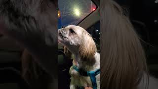 Shih Tzu Dog Howling shihtzu howling dogs [upl. by Sesmar]