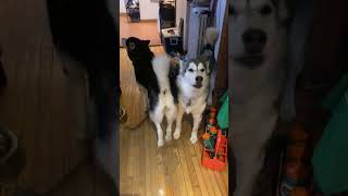 Welcome Howling Home Song alaskanmalamutes malamutelovers dogbehaviour [upl. by Swamy]