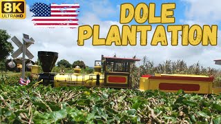 【8K】Hawaii Oahu  Dole Plantation Walk with Pineapple Express Train amp Plantation Garden [upl. by Suirtemed]