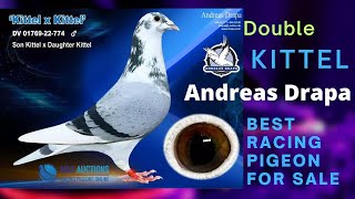 Double Kittel Line Of Andreas Drapa Very Good Quality Racing Pigeon For Sale [upl. by Arim]