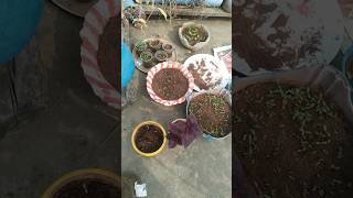 Winter flowers seeds ka sabse अच्छा result 100Mila hai [upl. by Eedrahc792]