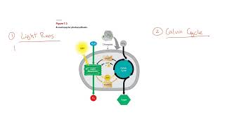 Two Stages of Photosynthesis 7 [upl. by Etnuaed]