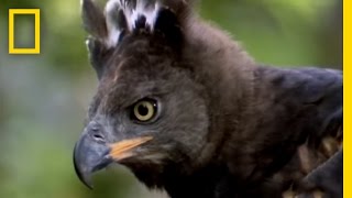 Eagle vs Water Chevrotain  National Geographic [upl. by Ysnat]