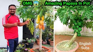 The Best Way To Grow Papaya From Seeds  Practical Method [upl. by Okiam192]