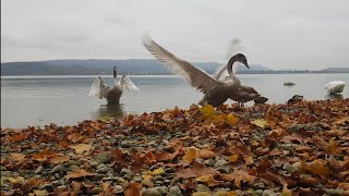 Jungschwäne trainieren ihre FlügelYoung swans train their wings [upl. by Phylys56]