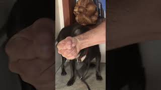 Simple Trick to Calm You Aggressive Dog in Minutes dogwhisperer shorts dog cesarmillan [upl. by Ahcsim945]