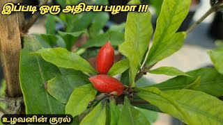 இந்தியாவில் Synsepalum dulcificum miracle Fruit Farm  miraculous berry sweet berry அற்புதப் பழம் [upl. by Norad]