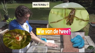 ANIMALIA  Bootsmannetje vs duikerwants Wie steekt [upl. by Kathie]