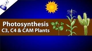 Photosynthesis Comparing C3 C4 and CAM [upl. by Eniortna455]