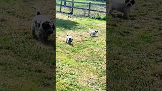 lagotto puppy [upl. by Torey]