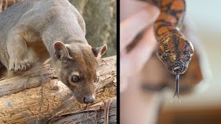 Creature Encounters Fossa and Rainbow Boa [upl. by Halda]