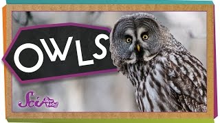 Who Knew Amazing Owl Facts [upl. by Deedahs]