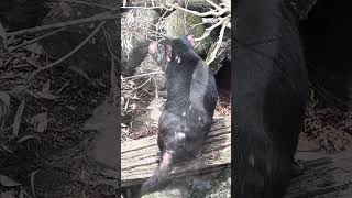 Tasmanian Devil australia wildlife animal [upl. by Calondra]