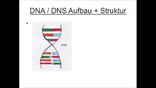 DNA  DNS Aufbau und Struktur [upl. by Jimmie]