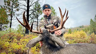 GIANT California Blacktail Down Public Land Deer Hunt [upl. by Sila]