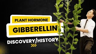 Gibberellin Plant Hormone  Discovery and Historical Background  Discovery of Gibberellin [upl. by Weil]