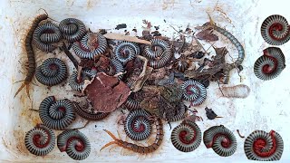 Exploring the colony animals meet many massive millipedes and three huge centipedes  Nature insect [upl. by Raclima554]