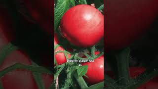 Tomatoes ripened on the vine aren’t always better Take smart care of your garden 🌿gardeningtips [upl. by Trabue]