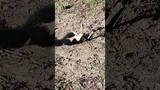 SKUNKED realfur trapper skunks pennsylvania Kayceesoutdoorliving [upl. by Mita]