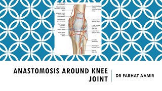 Anastomosis around Knee Joint [upl. by Angeli280]