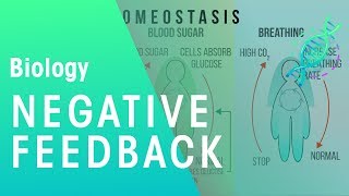 Negative Feedback  Physiology  Biology  FuseSchool [upl. by Sophie]