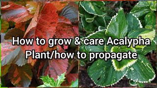 How to Grow and Care Acalypha Plant How to Grow Acalypha by Cutting Easy Propagation of Acalypha [upl. by Bethany734]