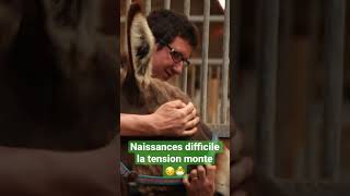 Bébé animaux  Les secrets naissances au zoo 😔🐣 [upl. by Oz]