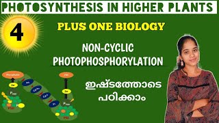 NONCYCLIC PHOTOPHOSPHORYLATION  PHOTOSYNTHESIS IN HIGHER PLANTS 1 BIOLOGY IN MALAYALAM [upl. by Atirys331]