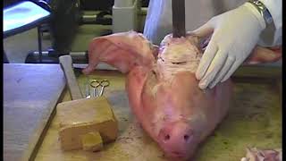 Pigs Head Dissection 2008 Narated [upl. by Ylus]