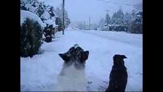 Dog Fight in Snow with BOOMERS dogs ALICIA amp MANDY [upl. by Jud133]