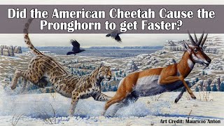 Did the American Cheetah Cause the Pronghorn to get Faster [upl. by Lleddaw629]