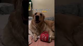 Funny fart pranks on dogs [upl. by Aillicsirp]