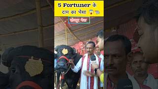 5 फॉर्च्यूनर के दाम का भैंसा 😱  Sonpur Mela 2024 buffalo viralvideo shorts [upl. by Gwennie483]